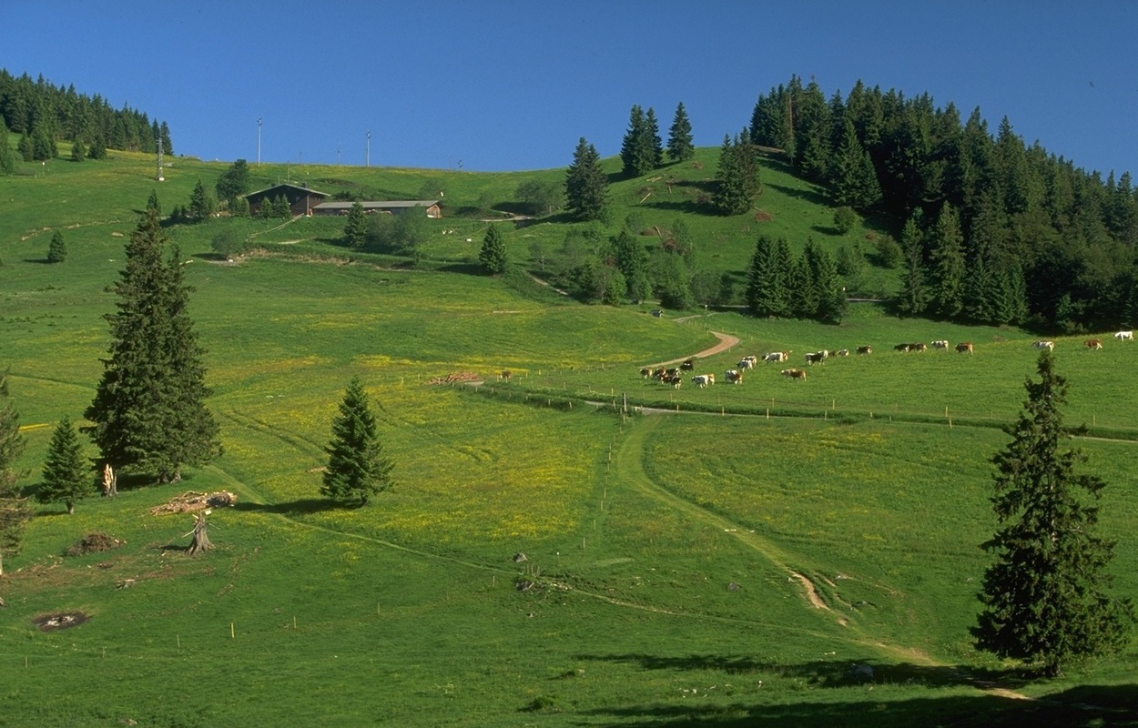 Bernau im Schwarzwald - Sommerlandschaft Blick auf Krunkebach mit Viehherde (c) Tourist Info