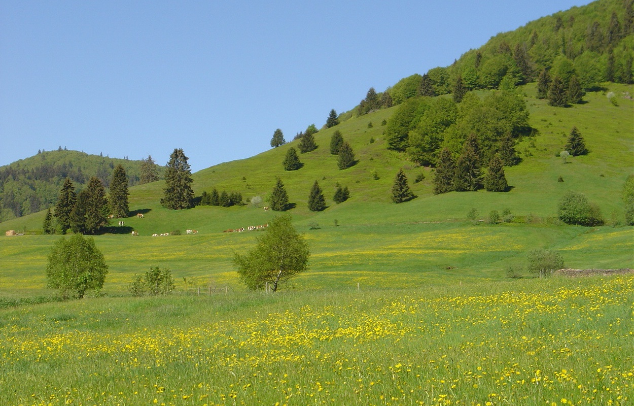 Bernau im Schwarzwald - Sommerliche Naturlandschaft mit Kuhherde (c) Tourist Info