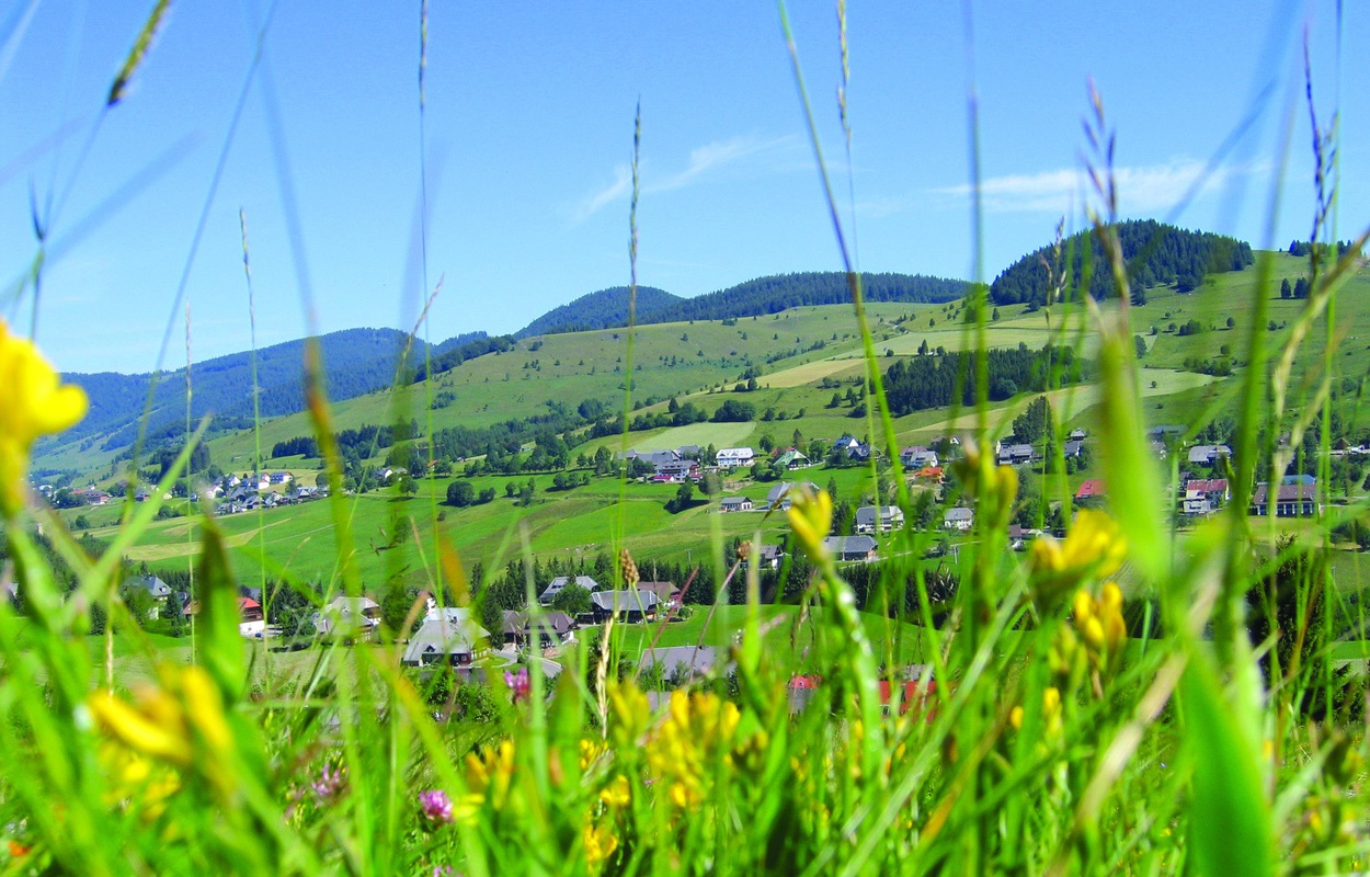 Bernau im Schwarzwald - Sommerliche Wiese im Vordergrund mit Blick auf Kaiserberg (c) Tourist Info